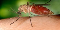 Immagine per Zanzare e West Nile Virus (WNV)